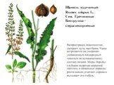 Щавель курчавый Rumex crispus L. Сем. Гречишные Биогруппа - стержнекорневые. Распространен повсеместно, засоряет луга, пастбища. Чаще встречается на умеренно увлажненных плодородных тяжелых по механическому составу почвах. Меры борьбы: глубокая подрезка корневой системы в начальные периоды роста сил