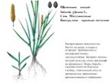 Щетинник сизый Setaria glauca L. Сем. Мятликовые Биогруппа – яровые поздние. Распространен повсеместно. Растет на полях, в садах и огородах. Требователен к плодородию почвы, засухоустойчив. Засоряет посевы поздних культур, очень вредоносен на пропашных. Меры борьбы – заделка семян на большую глубину