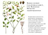 Вьюнок полевой Convolvulus arvensis L. Сем. Вьюнковые Биогруппа – корнеотпрысковые. Распространен повсеместно, предпочитает плодородные почвы. В посевах зерновых, многолетних трав, овощных сорняк обвивает стебли культурных растений и вызывает их полегание. Меры борьбы - истощение, достигается глубок