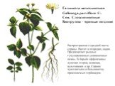 Галинсога мелкоцветная Galinsoga parviflora C. Сем. Сложноцветные Биогруппа – яровые поздние. Распространена в средней части страны. Растет в огородах, садах. Предпочитает рыхлые гумусированные увлажненные почвы. В борьбе эффективны лущение стерни, вспашка, культивация и др. Сорняк чувствителен к бо