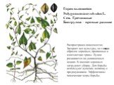 Горец вьющийся Polygonum convolvulus L. Сем. Гречишные Биогруппа – яровые ранние. Распространен повсеместно. Засоряет все культуры, но главным образом зерновые, пропашные и многолетние травы. Лучше развивается на увлажненных почвах. В посевах зерновых затрудняет уборку. Для борьбы используют лущение