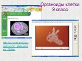http://schools.techno.ru/doog/bio_kletka/index_06.htm