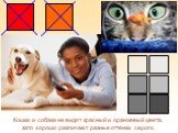 Кошки и собаки не видят красный и оранжевый цвета, зато хорошо различают разные оттенки серого.