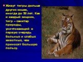Живут тигры дольше других кошек, иногда до 50 лет. Как и каждый хищник, тигр – санитар природы, уничтожающий в первую очередь больных и слабых животных, чем приносят большую пользу.