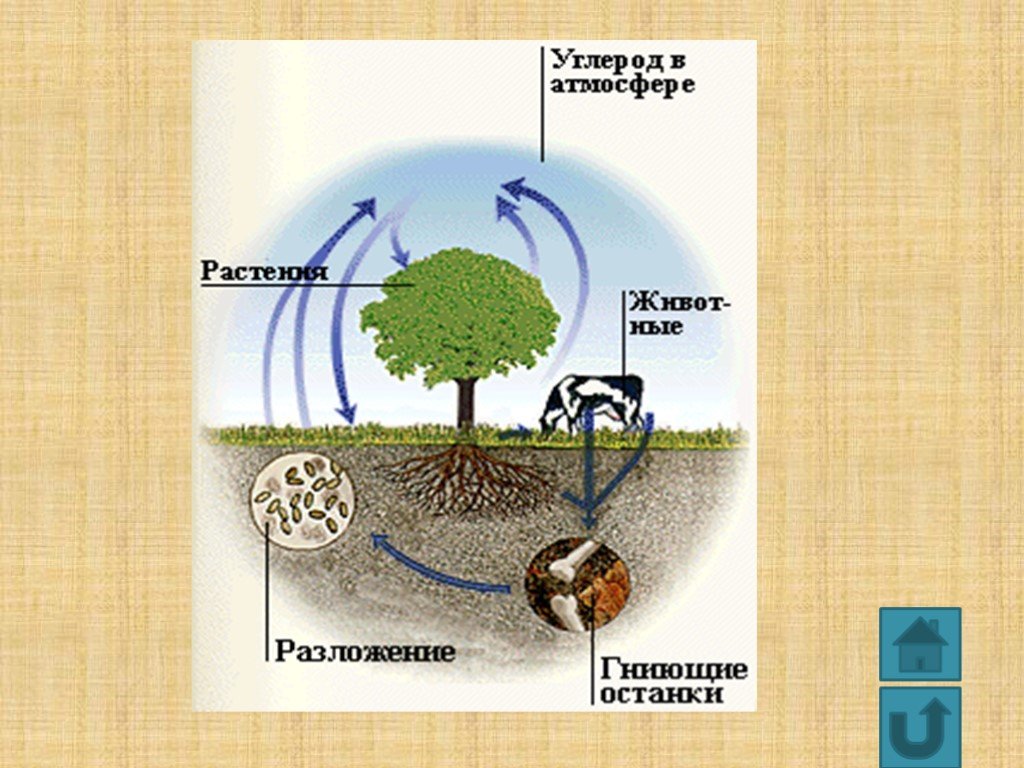 Растения в биосфере является. Круговорот углерода. Круговорот углерода в природе. Круговорот углерода в природе схема. Круговорот углерода в биосфере схема.