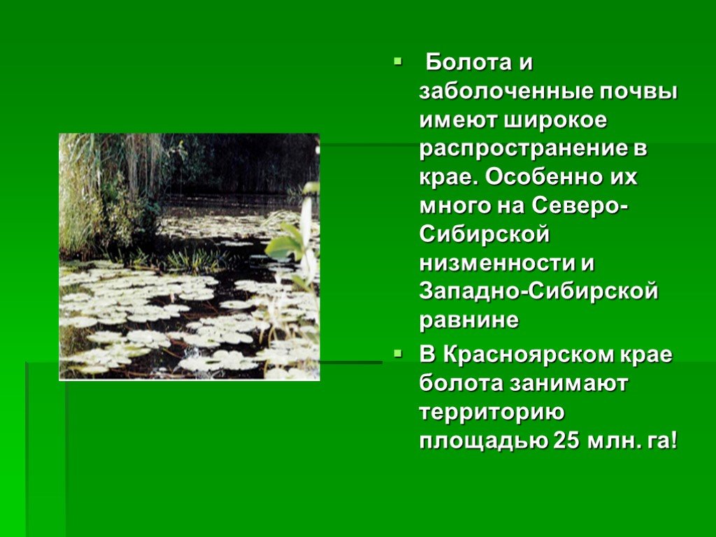 Дача занимая широкую и болотистую низменность впр. Болота Красноярского края. Болотные и Заболоченные почвы. Информация про болота. Широкое распространение болот.