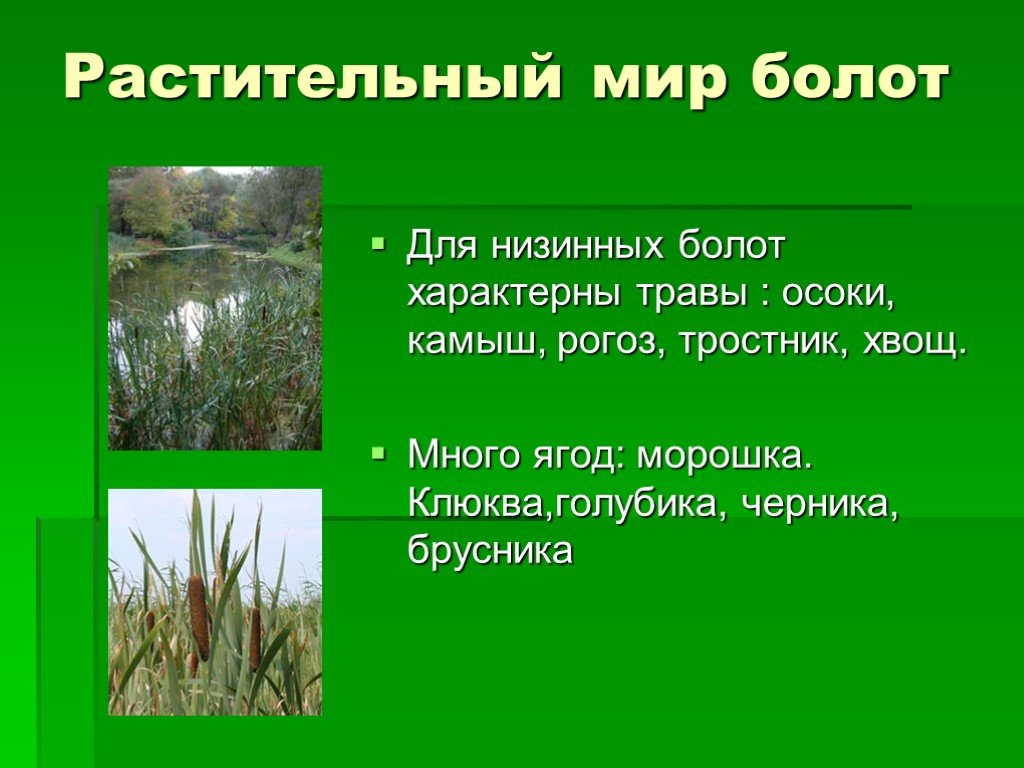 Приспособленность болот. Презентация на тему болото. Сообщение на тему болото. Растения и животные болота. Растительный мир низинных болот.