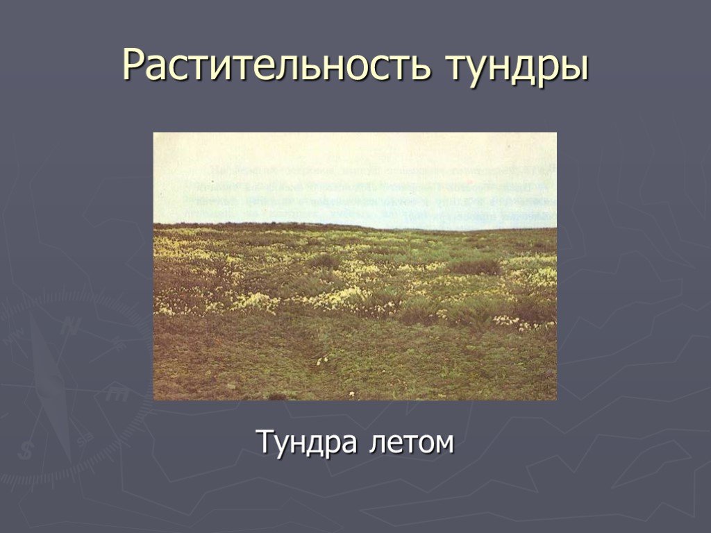 Проект по географии тундра