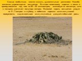 Самым необычным, можно сказать, удивительным растением Намиба является дерево-карлик вельвичия. Ее ствол наполовину спрятан в песке и приподнимается над ним на 20—30 сантиметров, максимум на полметра, зато в толщину достигает полутора метров. Основной корень вельвичии уходит на 5—7 метров в глубину,
