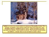 Гордостью местных лесов является кавказский благородный олень. Это крупное, стройное и грациозное животное поистине украшает леса Западного Кавказа. Особенно красив самец, голова которого увенчана ветвистыми рогами. Самки рогов не имеют. Рога самцов в начале весны отпадают, и вскоре после этого начи