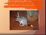 Бандикуты или кролик Билби— отряд млекопитающих сумчатые, обитающих в Австралии и на Новой Гвинее. Это наземные зверьки небольшого или среднего размера, весом от 140 г до 2 кг (большинство видов — 1 кг). У всех бандикутов длинная остроконечная морда и компактное туловище. Уши большие. Хвост тонкий. 