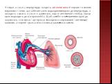 У серце, а саме у передсердя, входять легеневі вени й верхня та нижня порожнисті вени, що забезпечують надходження крові до передсердь, а виходять з нього, а саме зі шлуночків, аорта і легеневий стовбур, якими кров надходить до кіл кровообігу. Щоб запобігти поверненню крові до шлуночків, між ними і 
