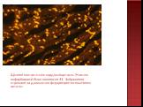 Щілинні контакти між кардіоміоцитами. Жовтим пофарбований білок коннексин 43. Зображення отримане за допомогою флуоресцентно-помічених антитіл.