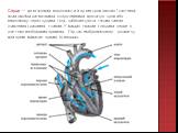 Се́рце — це м'язовий порожнистий орган кровоносної системи, який своїми ритмічними скороченнями прокачує кров або гемолімфу через судини тіла, забезпечуючи таким чином живлення і дихання тканин. У вищих тварин і людини серце є життєво необхідним органом. Під час ембріонального розвитку цей орган вин