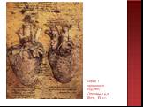 Серце і кровоносні судини, Леонардо да Вінчі, 15 ст.