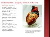 Положення і будова серця людини. Маса серця дорослої людини становить 250—350 г. Серце розташоване у центрі грудної клітки, у нижній частині переднього середостіння, і знаходиться у навколосерцевій сумці — перикарді, який захищає його від механічних впливів та інфекцій і фіксує на інших структурах, 