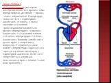 Серце людини є чотирикамерним: дві верхні камери називаються правим і лівим передсердями, дві нижні — правим і лівим шлуночками. Передсердя сполучається з відповідним шлуночком отвором, у якому знаходиться клапан: трикуспідальний клапан між правим передсердям та правим шлуночком і мітральний клапан 