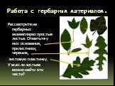 Работа с гербарным материалом. Рассмотрите на гербарных экземплярах простые листья. Отметьте у них: основание, прилистники, черешок, листовую пластинку. У всех ли листьев можно найти эти части?