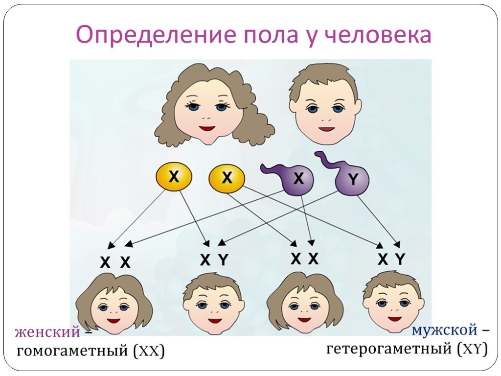 Узнать детей человека. Генетическая схема хромосомного определения пола у человека. Схема наследования пола человека. Определение пола у человека. Схема определения пола.