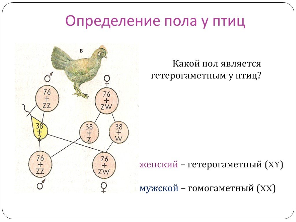 Половые хромосомы мужского организма. Схема наследования пола у птиц. Генетика пола птиц. Генетика пола механизм определения пола. Определение пола у птиц.