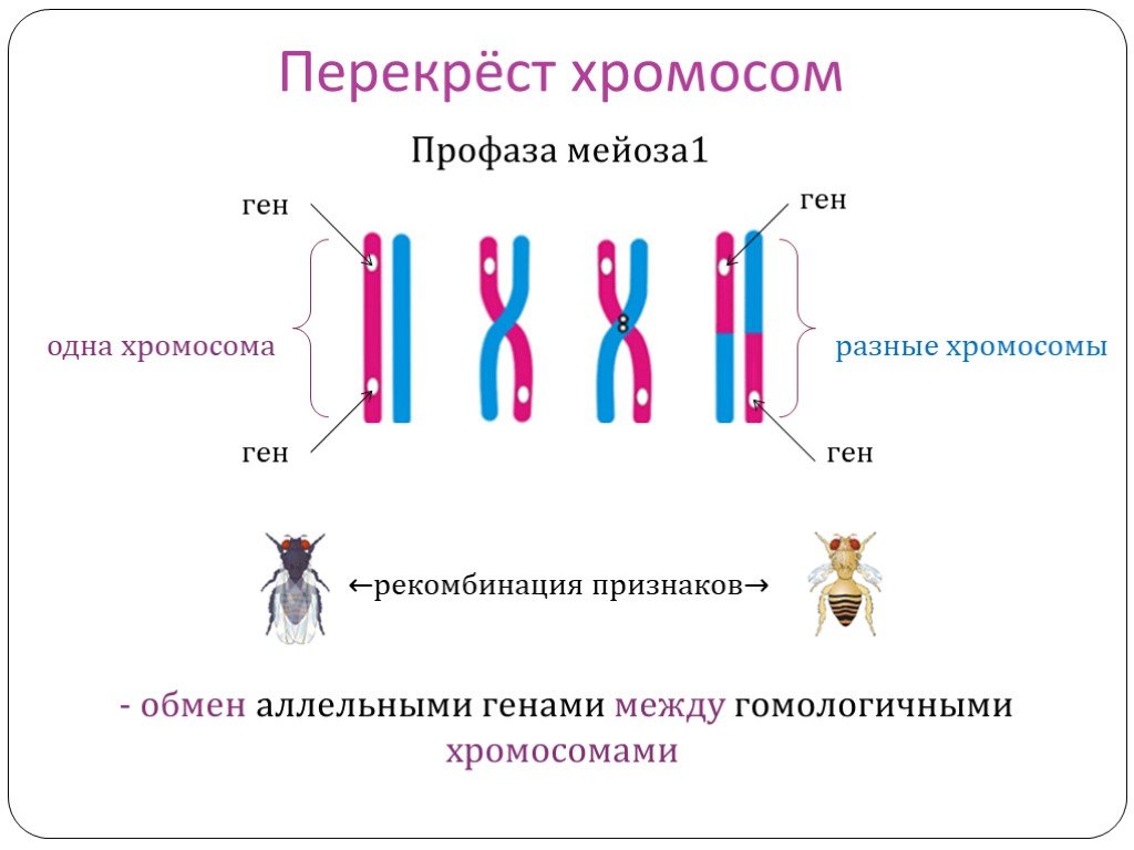Обмен аллельными генами. Перекрест хромосом это. Перекресток хромосом. Процесс перекрещивания хромосом. Перекрест гомологичных хромосом.