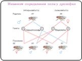 Механизм определения пола у дрозофил. гетерозигота гомозигота