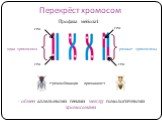 Перекрёст хромосом. ген. - обмен аллельными генами между гомологичными хромосомами. одна хромосома разные хромосомы. ←рекомбинация признаков→. Профаза мейоза1