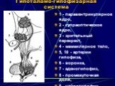 Гипоталамо-гипофизарная система. 1 - паравентрикулярное ядро, 2 - супраоптическое ядро, 3 - зрительный перекрест, 4 - маммилярное тело, 5, 10 - артерии гипофиза, 6 - воронка, 7 - аденогипофиз, 8 - промежуточная доля, 9 - нейрогипофиз, 11 - вена.