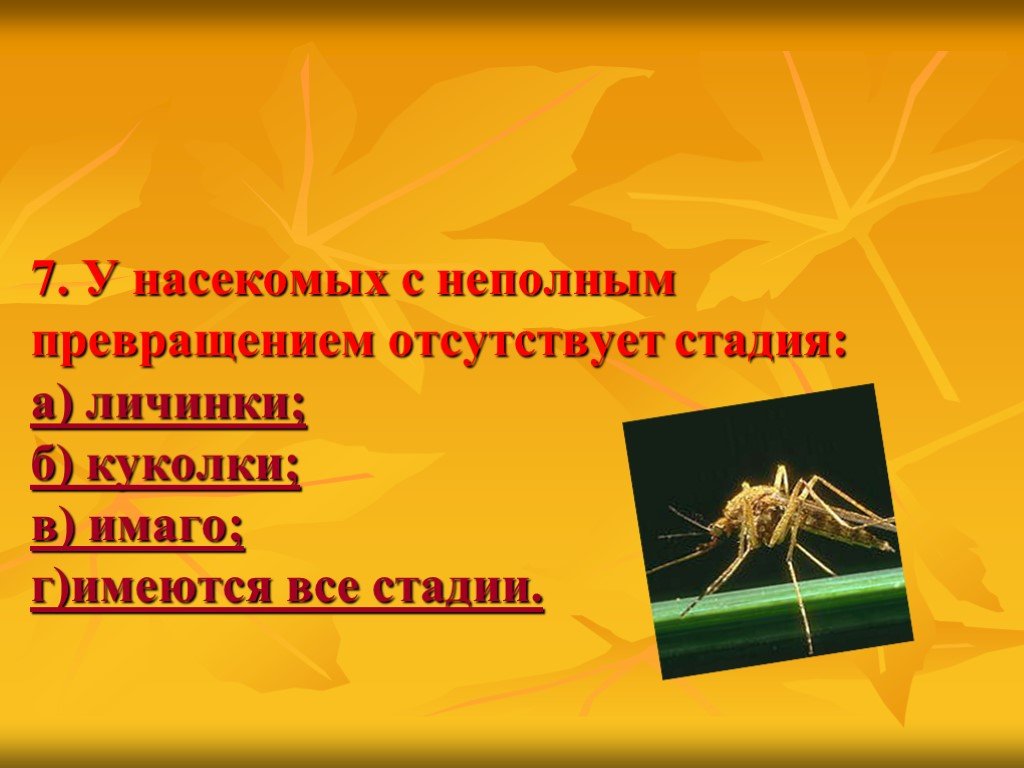 Отсутствовать стадия. У насекомых с неполным превращением отсутствует стадия. Этапы неполного превращения у насекомых с метаморфозой. При неполном метаморфозе отсутствует стадия. У насекомых отсутствует стадия Имаго.