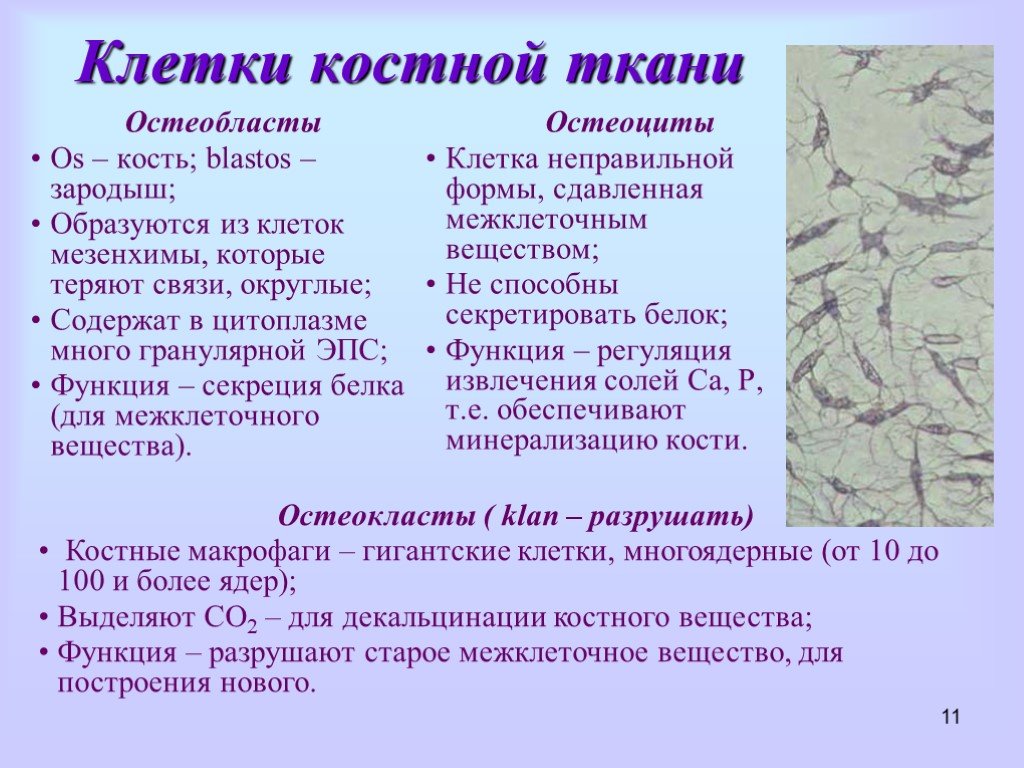 Костные клетки. Остеобласты – клетки костной ткани. Остеобласты функции. Функции остеоцитов остеобластов и остеокластов. Остеоциты строение и функции.