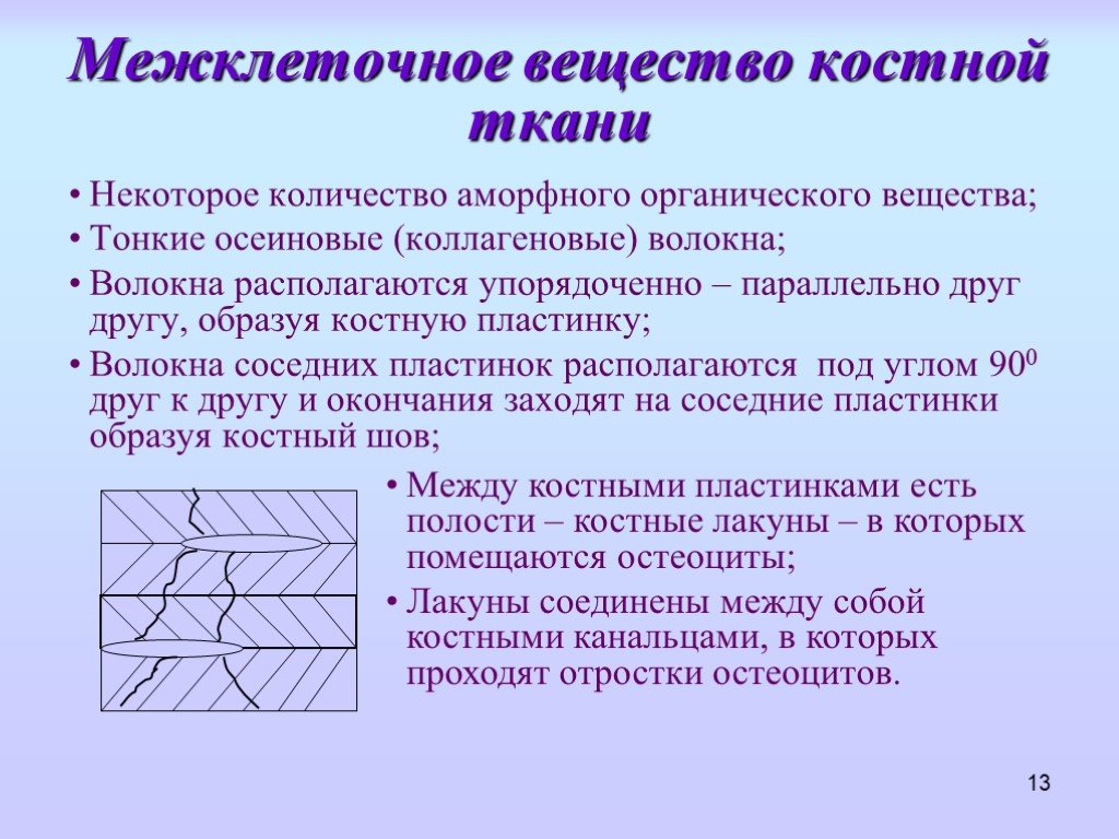 Ткань вещество вещества. Характеристика межклеточного вещества костной ткани. Охарактеризуйте межклеточное вещество костной ткани. Межклеточное вещество в тканях. Межклеточное вещество костной ткани содержит.