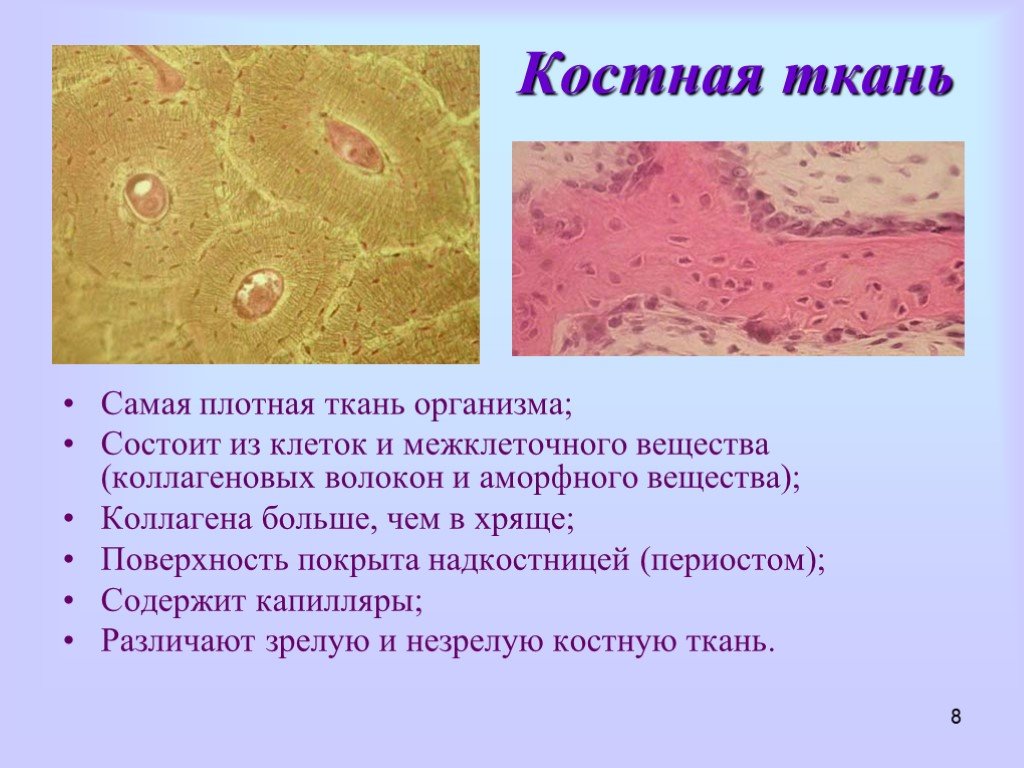 Презентация костная ткань гистология