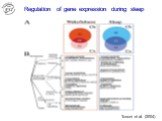 Regulation of gene expression during sleep. Tononi et al. (2004)