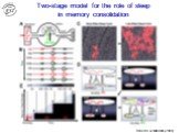Two-stage model for the role of sleep in memory consolidation
