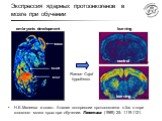 Экспрессия ядерных протоонкогенов в мозге при обучении. Н.Е.Малеева и соавт. Анализ экспрессии протоонкогена с-fos в коре головного мозга крыс при обучении. Генетика (1989) 25: 1119-1121.