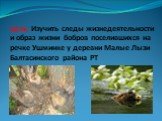 Цель: Изучить следы жизнедеятельности и образ жизни бобров поселившихся на речке Ушминке у деревни Малые Лызи Балтасинского района РТ