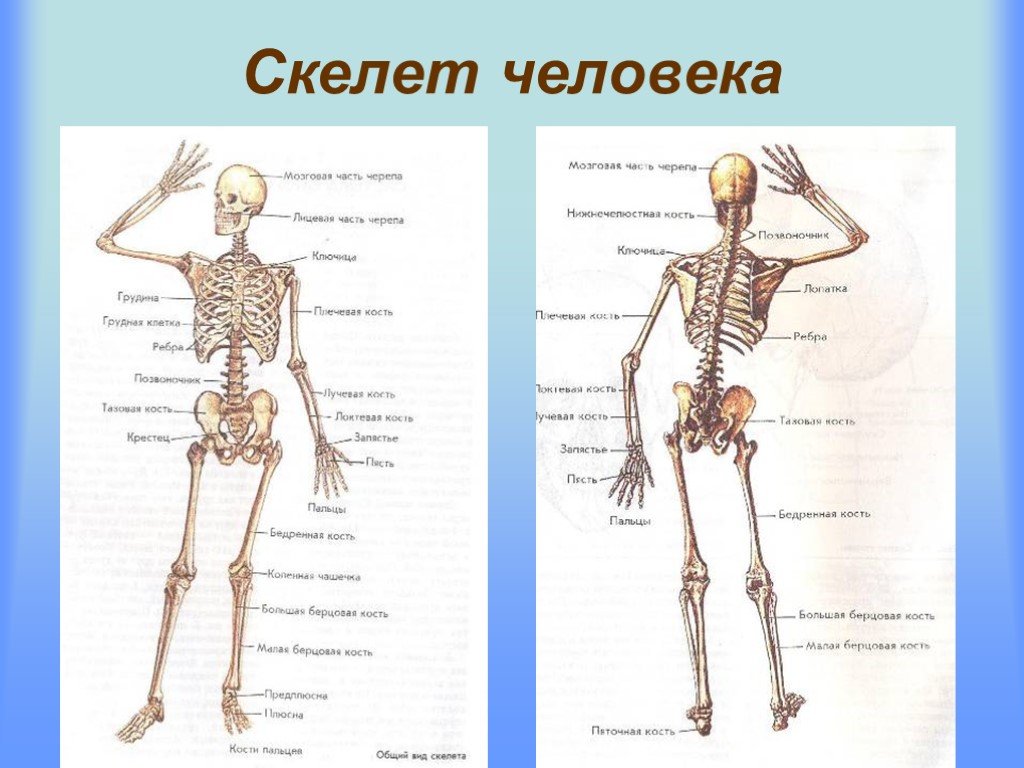 Кости человека 4 класс окружающий мир. Строение скелета человека схема. Скелет человека 8 класс биология. Строение скелета биология. Строение скелета человека 9 класс.