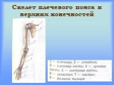 Скелет плечевого пояса и верхних конечностей