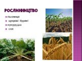 Рослинництво. пшениця цукрові бурякі кукурудза соя