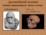 Древнейший человек. 1 млн. л.н. Vгм = 800-900 см3. Человек прямоходящий (Homo erectus). 1) Питекантроп