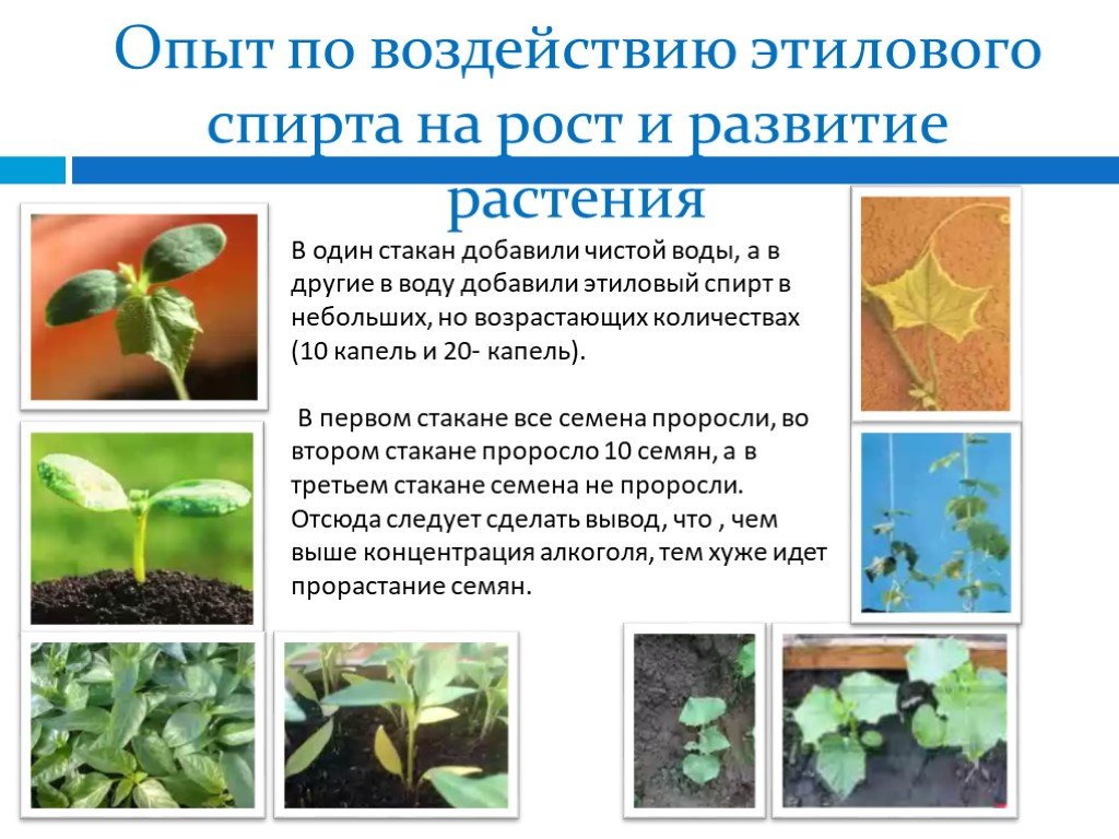 Сообщение о росте и развитии растений. Влияние этилового спирта на живые организмы эксперимент. Влияние этанола на растения. Влияние на рост и развитие растений. Влияние спирта на растения и животных.