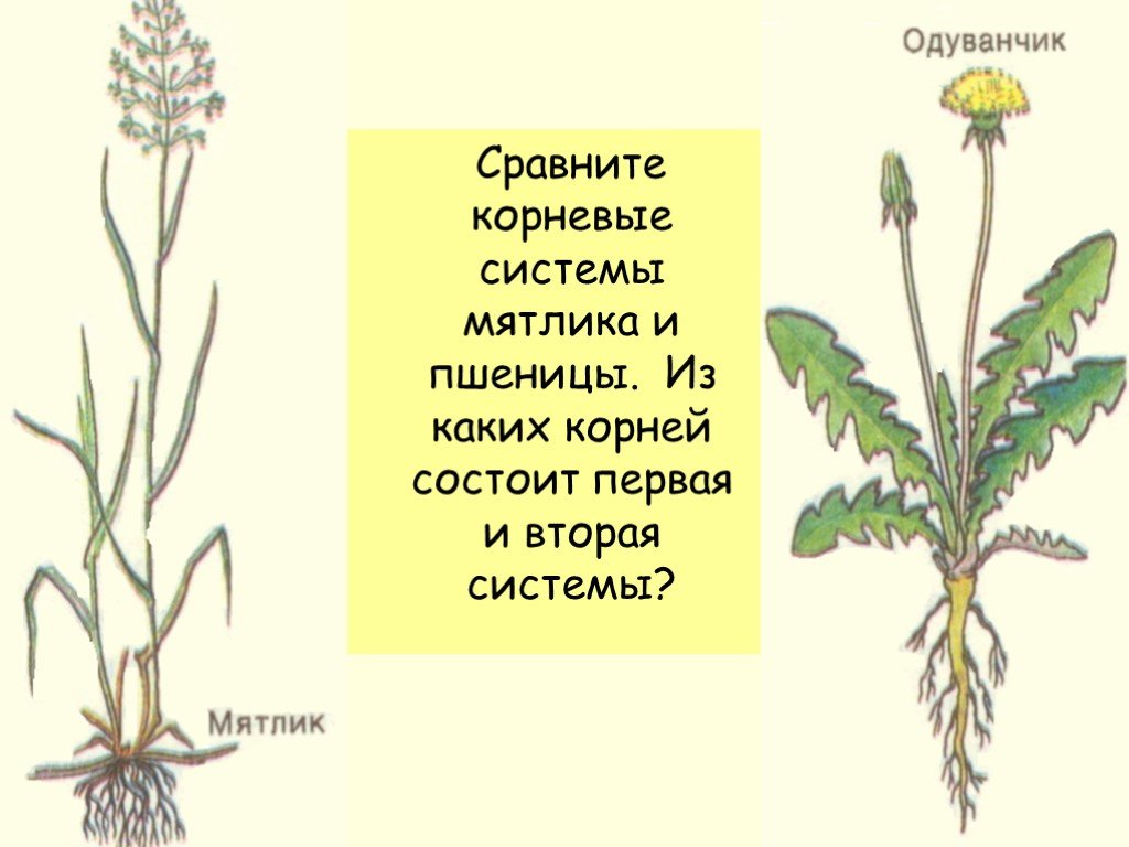 Корневая система одуванчика. Тип корневой системы у пшеницы. Мятлик Тип корневой системы. Мятлик корневая система. Мятлик Луговой Тип корневой системы.