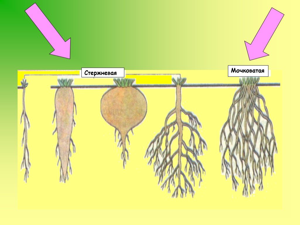 Корни образующие. Стержневая и мочковатая система. Мочковатая корневая система пшеницы. Мочковатая корневая система лук. Пшеница корневая система мочковатая или стержневая.