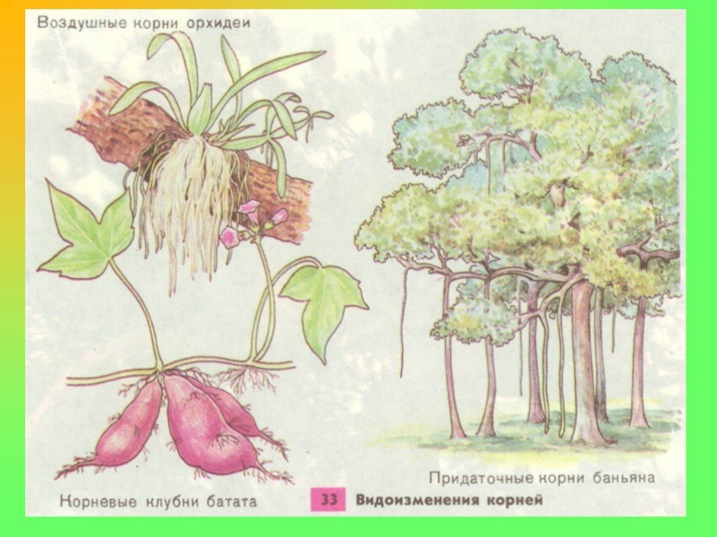 Видоизменение растений рисунок. Корневые клубни корни прицепки воздушные корни. Видоизменения корней Баньян. Воздушные корни видоизмененные. Видоизмененные придаточные корни.