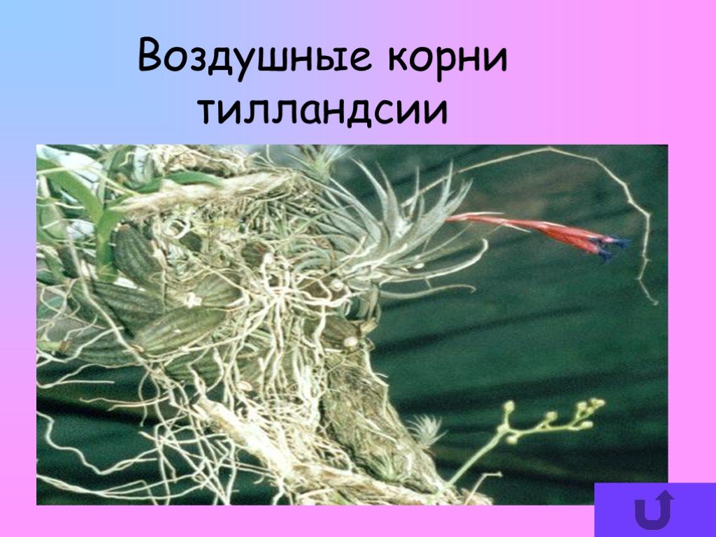Воздушное питание корня. Воздушные корни. Растения с воздушными корнями. Что такое воздушные корни в биологии. Растение с воздушными корнями название.