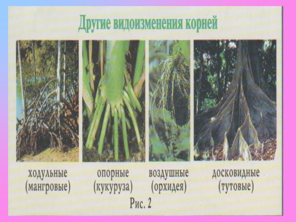 Растения имеющие видоизмененные корни. Что такое ходульные корни и воздушные корни.