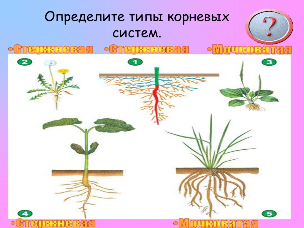 Определяющие корень. Растения с разными корневыми системами. Растения с разными типами корневых систем. Определите Тип корневой системы. Корневая система для дошкольников.