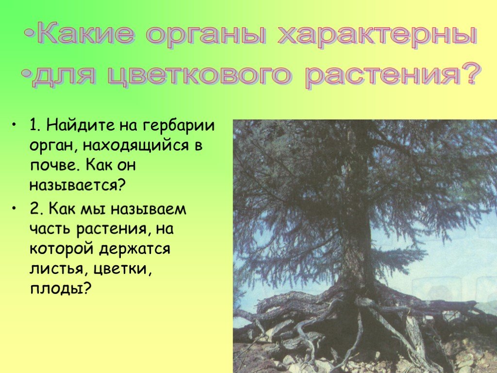 Скачу корень. Какой орган растения находится в почве. Какой орган растения закрепляет его в почве. Знай свои корни презентация.