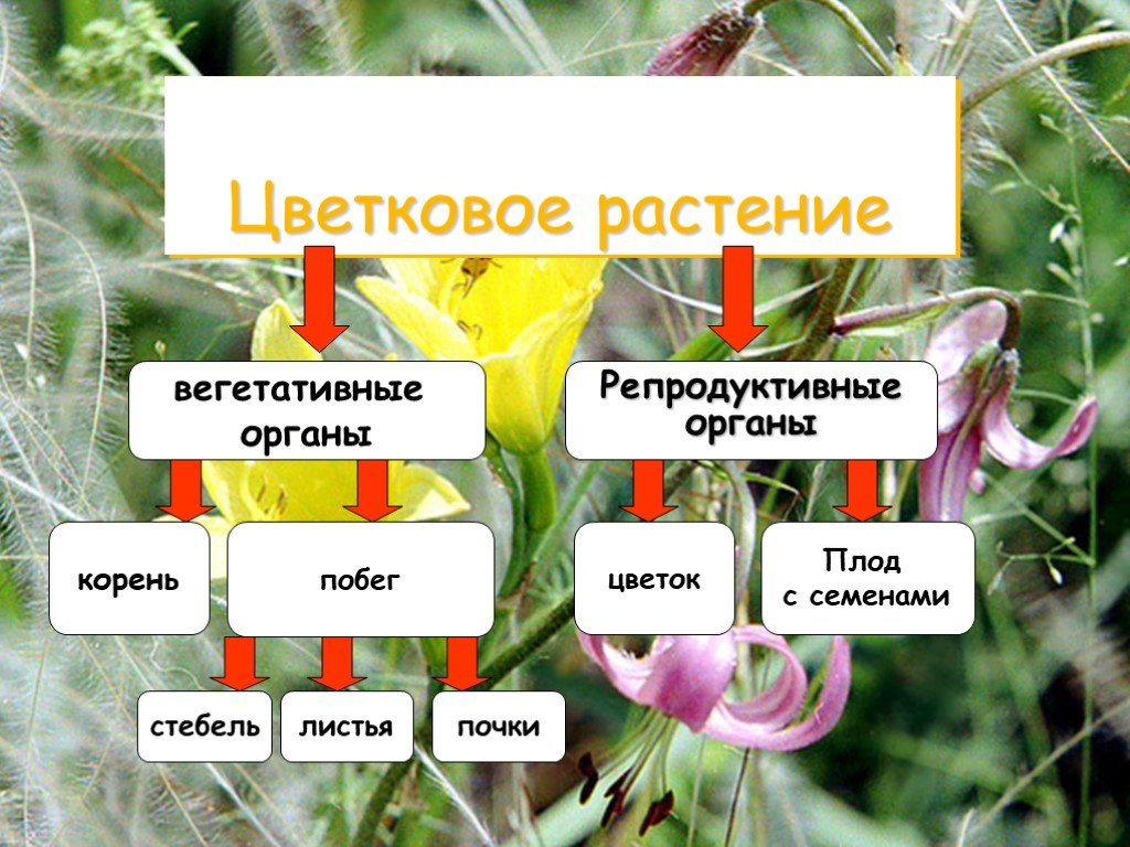 Покрытосеменные имеют корень. Органы цветковых растений вегетативные и репродуктивные. Органы цветкового растения вегетативные и генеративные. Назовите вегетативные органы растений. Репродуктивные органы цветка.