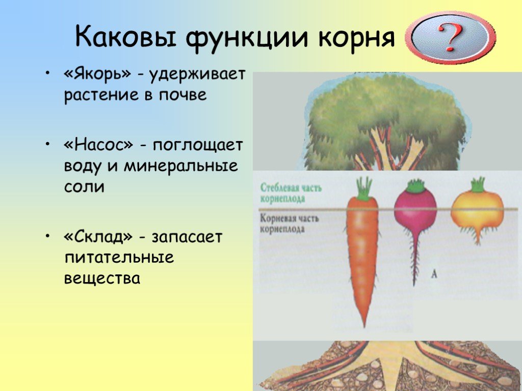 Какие функции выполняют корни растений 6 класс. Функции корнеплода. Корнеплоды примеры растений. Функции корня. Корнеплоды биология 6 класс.